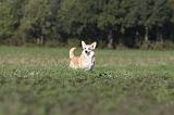 CORGI PEMBROKE 648